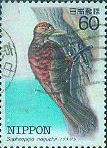 沖繩啄木鳥