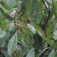 雲南泡花樹 雲南泡花樹