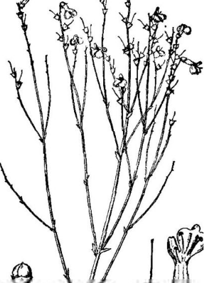 野胡麻屬 野胡麻屬