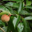核果茶屬 核果茶屬