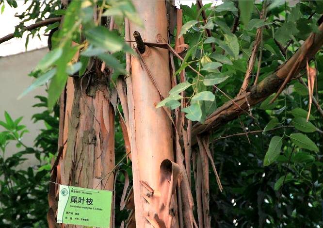 尾葉桉42家系 尾葉桉42家系