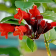 毛萼口紅花