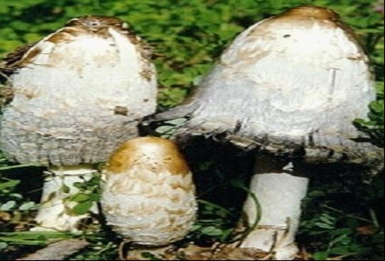 雞腿蘑菇