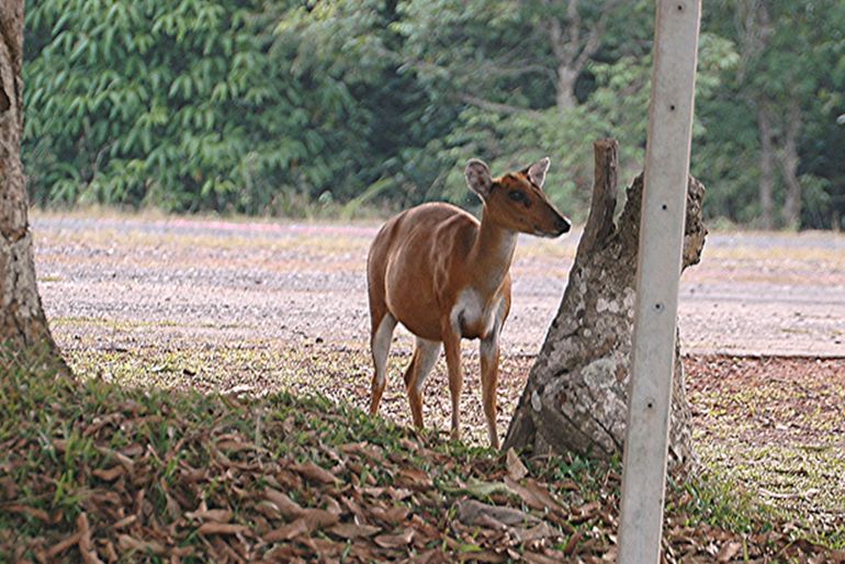 赤麂巴里島亞種