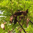 盾柱豆 盾柱豆