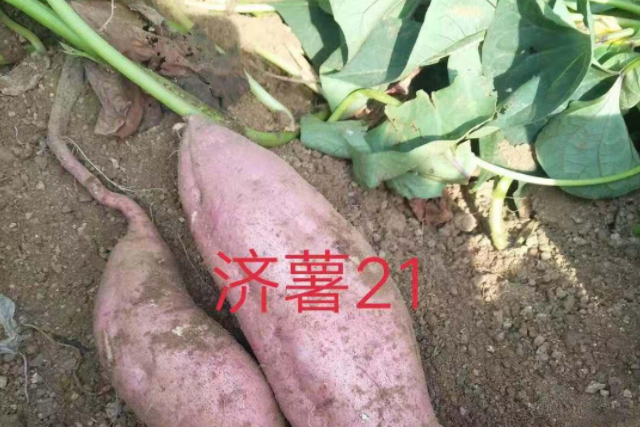 濟薯21(甘薯品種) 濟薯21(甘薯品種)