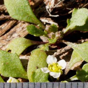 Phlegmatospermum eremaeum