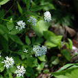 白花碎米薺 白花碎米薺