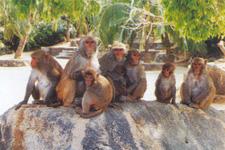 南灣獼猴自然保護區