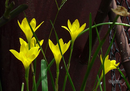 黃花蔥蘭