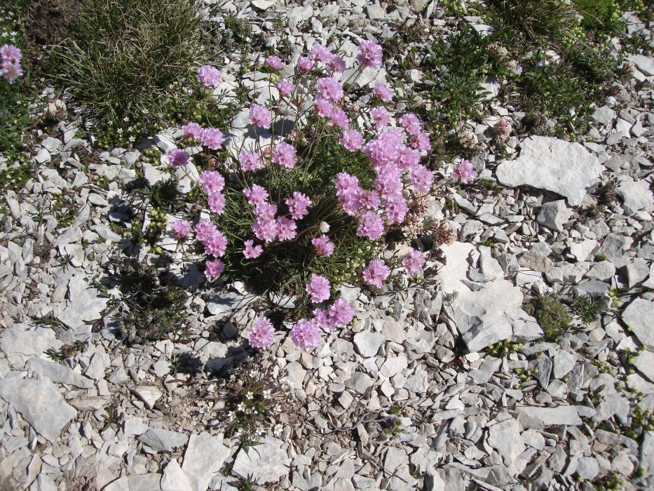 Armeria majellensis Armeria majellensis
