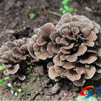 灰樹菇 灰樹菇