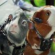 動物間諜 動物間諜