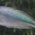 澳洲彩虹魚