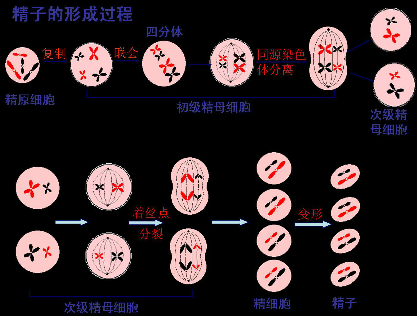 初級精母細胞