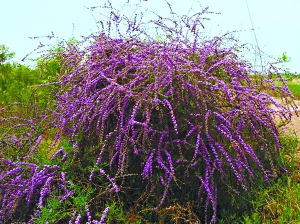 紫花醉魚木