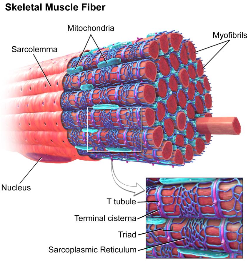 肌質網(肌漿網)