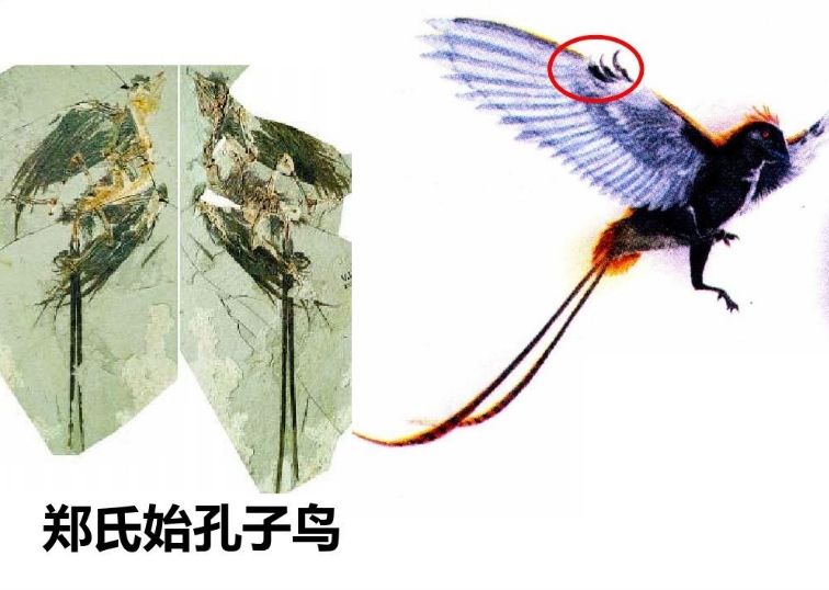 鄭氏始孔子鳥 鄭氏始孔子鳥