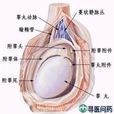 外陰性不孕