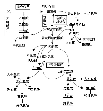 氮代謝