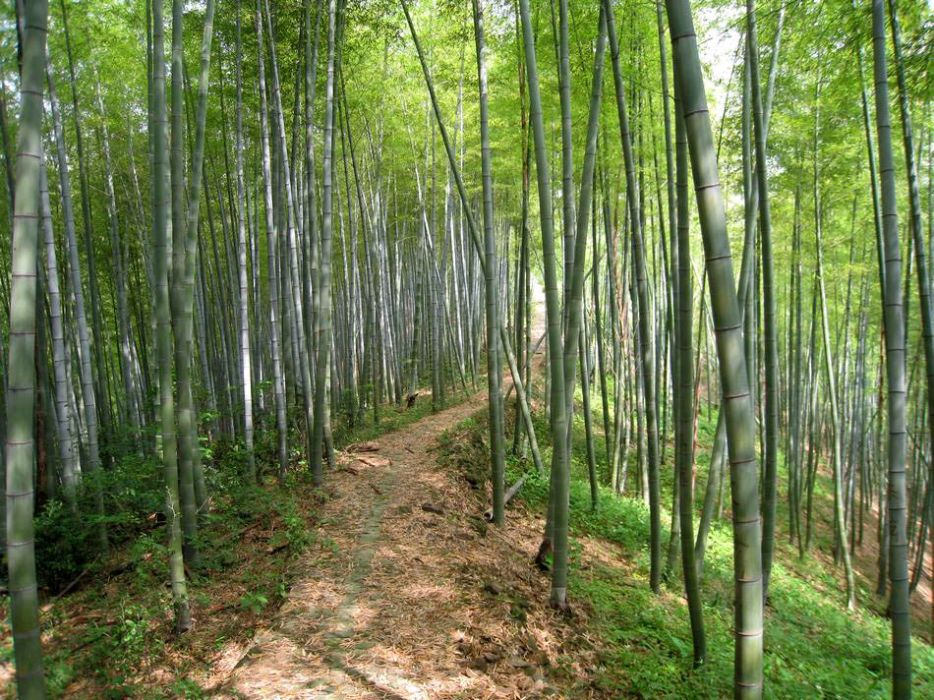 溪坑沿古道 溪坑沿古道