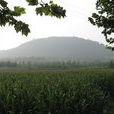 染山 染山