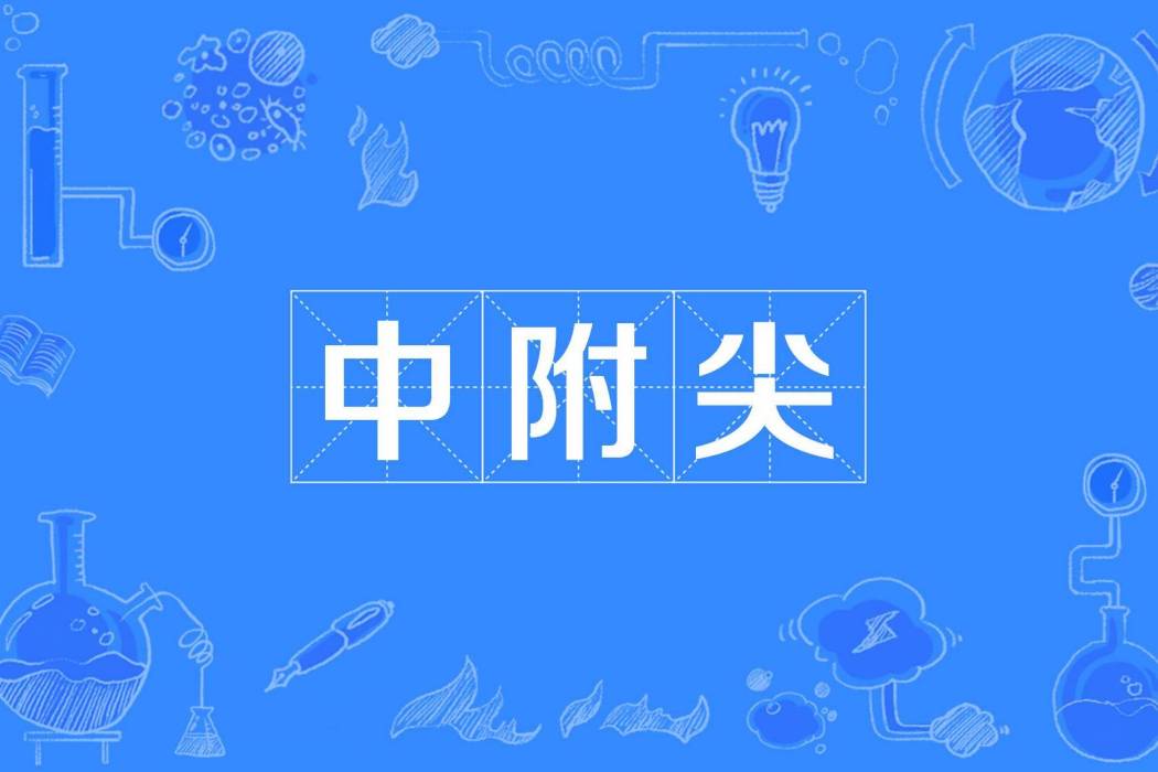 中附尖 中附尖