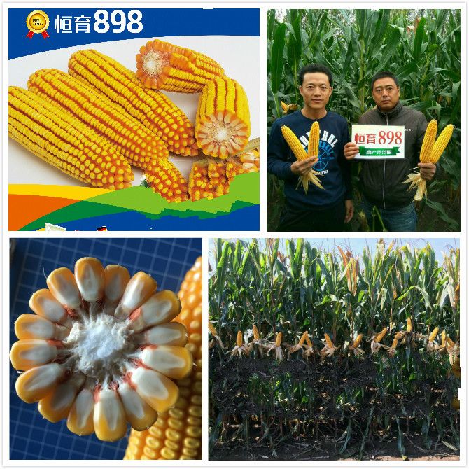 恆育898 恆育898