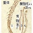 貝氏仙女蟲 貝氏仙女蟲