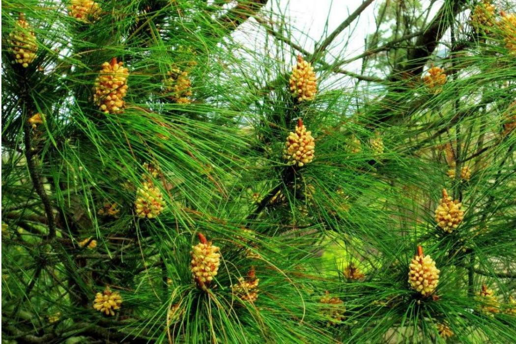 青松花 青松花