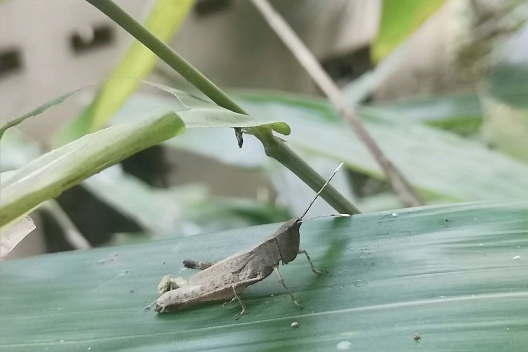 斜翅蝗屬 斜翅蝗屬