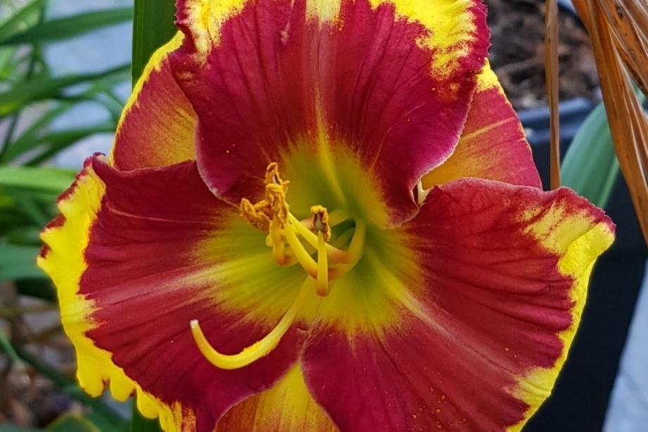 Hemerocallis \x27Sir Francis Drake\x27