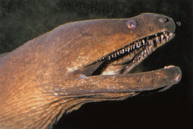 長尾彎牙海鱔