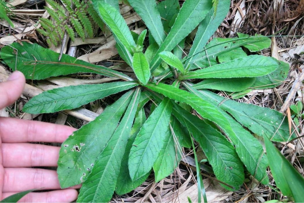 草鞋密 草鞋密