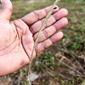Eragrostiella brachyphylla