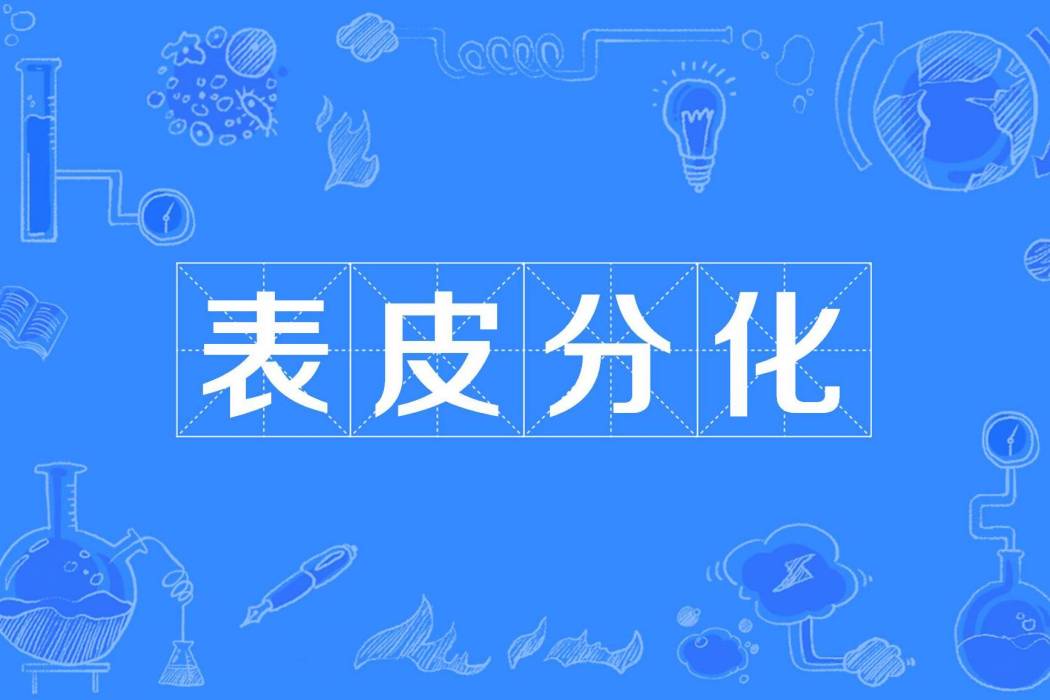表皮分化 表皮分化