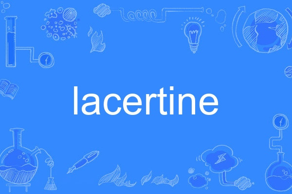lacertine lacertine
