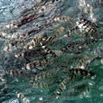 東海帶魚國家級水產種質資源保護區
