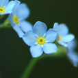 勿忘草(勿忘我(紫草科勿忘草屬植物)) 勿忘草(勿忘我(紫草科勿忘草屬植物))