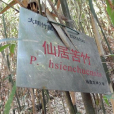 仙居苦竹 仙居苦竹