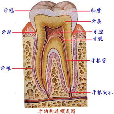 牙的構造