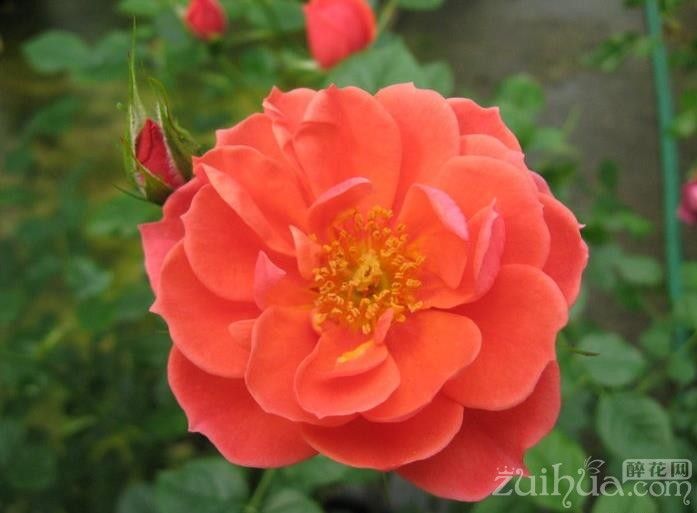 月季水手 月季水手