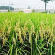 誘導耐鹽性的雜交稻種子生產方法
