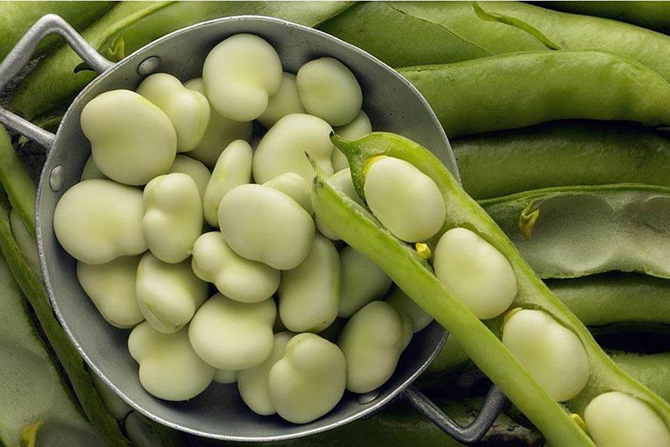 西豆4號 西豆4號
