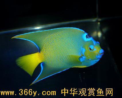 太后魚 太后魚
