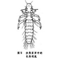 長角雞虱 長角雞虱