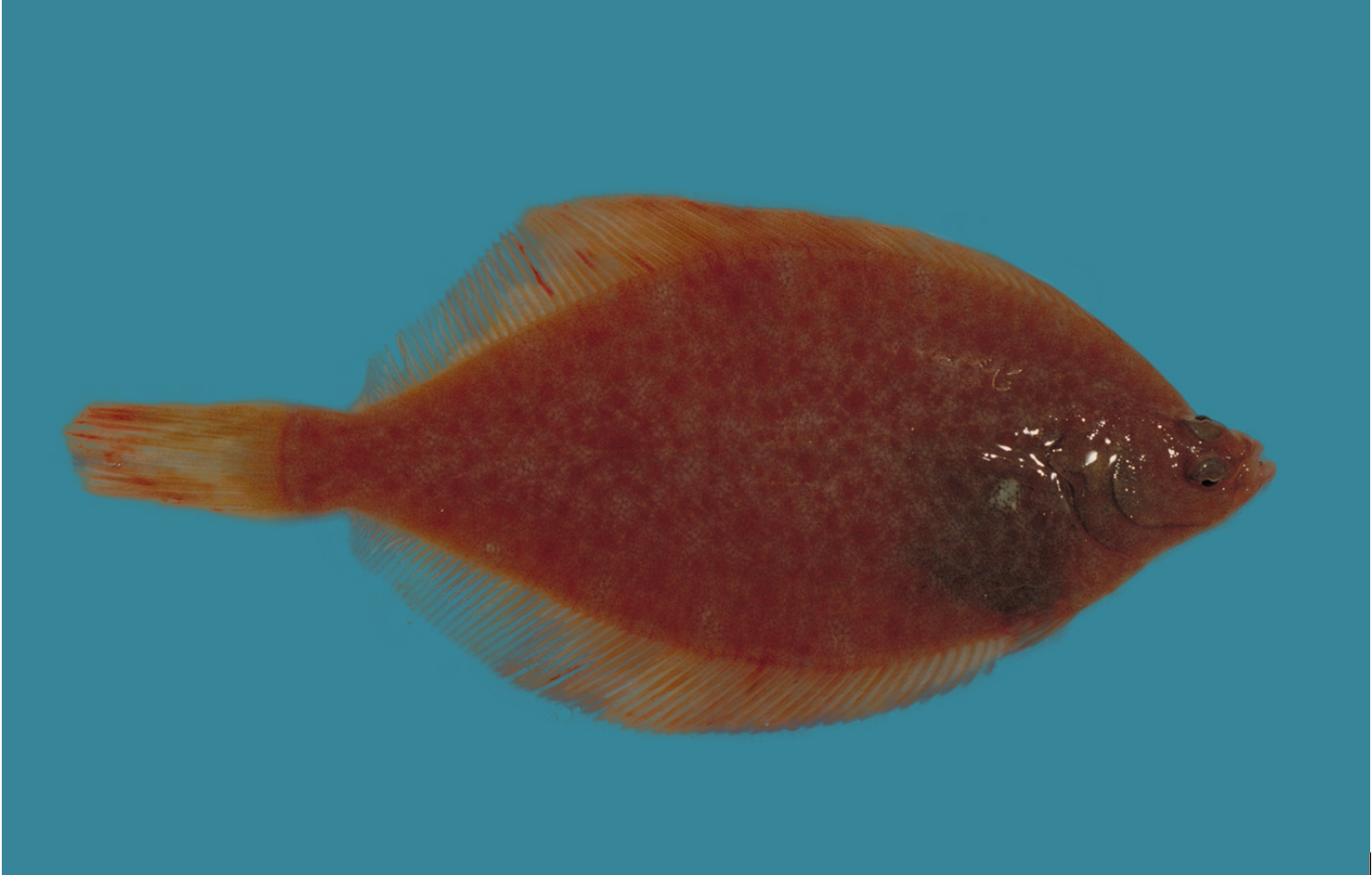 黃尾鰈魚