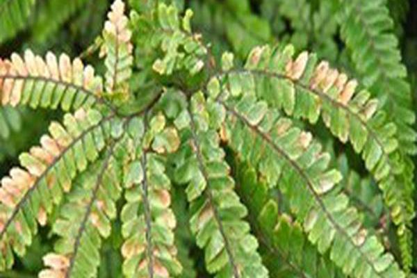 Adiantum hispidulum Adiantum hispidulum