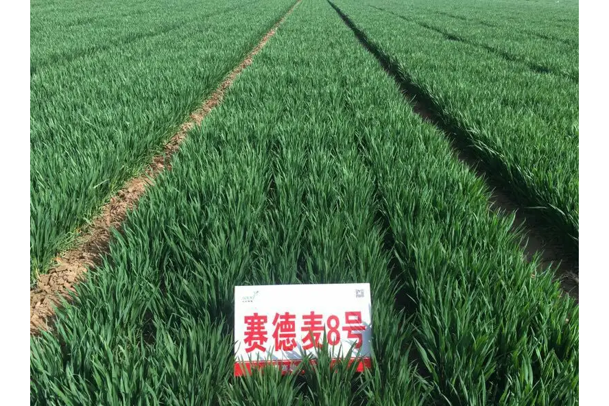 賽德麥8號 賽德麥8號
