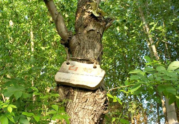 白蠟B27 白蠟B27